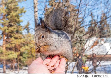 Squirrel eats nuts from a man's hand. Caring for animals in winter or autumn. Squirrel eats nuts from a man's hand. Caring for animals in winter or autumn. 130983130