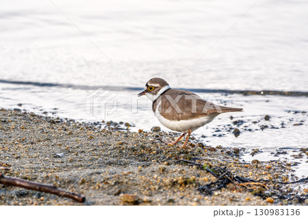 Little ringed plover (Charadrius dubius), bird standing on the lake shore Little ringed plover (Charadrius dubius), bird standing on the lake shore 130983136