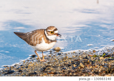 Little ringed plover (Charadrius dubius), bird standing on the lake shore 130983140