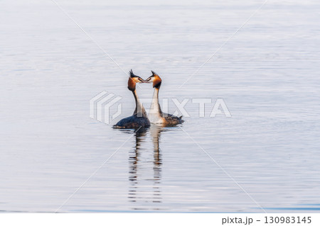 Mating games of two water birds Great Crested Grebes. Two waterfowl birds Great Crested Grebes swim in the lake with heart shaped silhouette 130983145