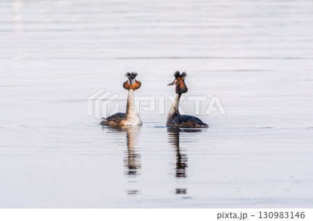 Mating games of two water birds Great Crested Grebes. Two waterfowl birds Great Crested Grebes swim in the lake with heart shaped silhouette Mating games of two water birds Great Crested Grebes. Two waterfowl birds Great Crested Grebes swim in the lake with heart shaped silhouette 130983146