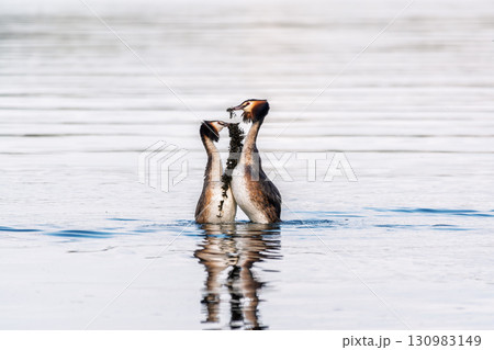 Mating games of two water birds Great Crested Grebes. Two waterfowl birds Great Crested Grebes swim in the lake with heart shaped silhouette 130983149