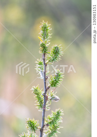 Nature awakes in spring. Blooming willow twigs and furry willow-catkins, so called seals or cats. Holly willow, Salix caprea, is a national symbol of Ukraine. Nature awakes in spring. Blooming willow twigs and furry willow-catkins, so called seals or cats. Holly willow, Salix caprea, is a national symbol of Ukraine. 130983151