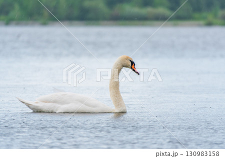 Graceful white Swan swimming in the lake, swans in the wild. Portrait of a white swan swimming on a lake. Graceful white Swan swimming in the lake, swans in the wild. Portrait of a white swan swimming on a lake. 130983158
