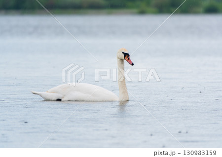 Graceful white Swan swimming in the lake, swans in the wild. Portrait of a white swan swimming on a lake. 130983159