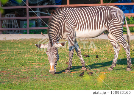 Grevy's zebra, lat Equus grevyi, also known as the imperial zebra eats green grass. Grevy's zebra, lat Equus grevyi, also known as the imperial zebra eats green grass. 130983160