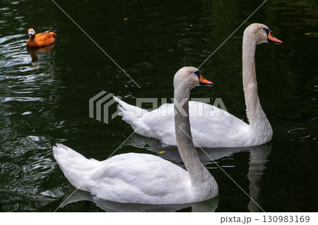 Two Graceful white Swans swimming in the lake, swans in the wild Two Graceful white Swans swimming in the lake, swans in the wild 130983169
