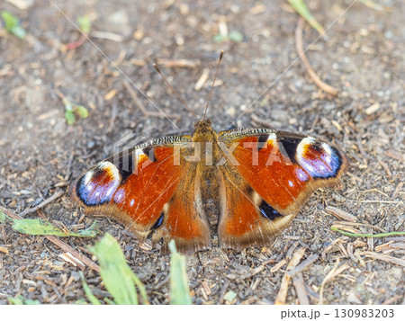 Peacock butterfly on the ground among the grass 130983203