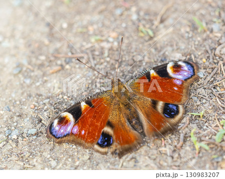 Peacock butterfly on the ground among the grass Peacock butterfly on the ground among the grass 130983207