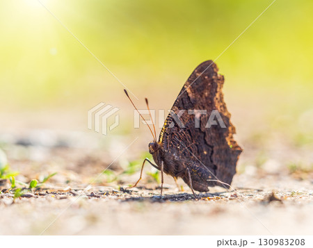 Peacock butterfly on the ground among the grass 130983208