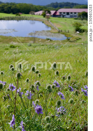 草原に咲くマツムシソウ 吾妻山の小坊主 草原に咲くマツムシソウ 吾妻山の小坊主 130983283