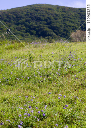 草原に咲くマツムシソウ 吾妻山の草原 草原に咲くマツムシソウ 吾妻山の草原 130983286