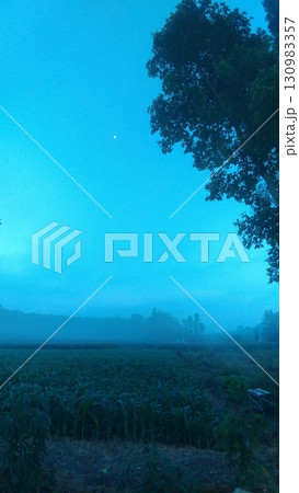 Lone Tree Silhouette in Misty Tropical Farmland.  130983357