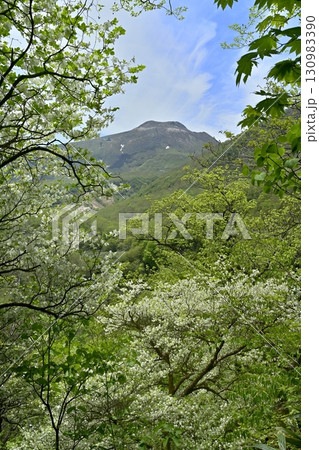 那須連峰の森に花咲くシロヤシオの木々に茶臼岳 130983390