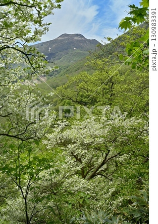 那須連峰の森に花咲くシロヤシオの木々に茶臼岳 130983391