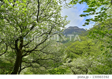 那須連峰の森に花咲くシロヤシオの木々に茶臼岳 130983392