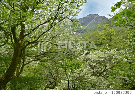 那須連峰の森に花咲くシロヤシオの木々に茶臼岳 那須連峰の森に花咲くシロヤシオの木々に茶臼岳 130983399