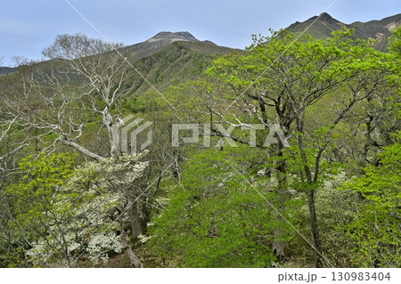 那須連峰の森に花咲くシロヤシオの木々に茶臼岳と朝日岳 那須連峰の森に花咲くシロヤシオの木々に茶臼岳と朝日岳 130983404
