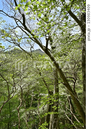 那須連峰の森に花咲くシロヤシオの木々に朝日岳 130983409