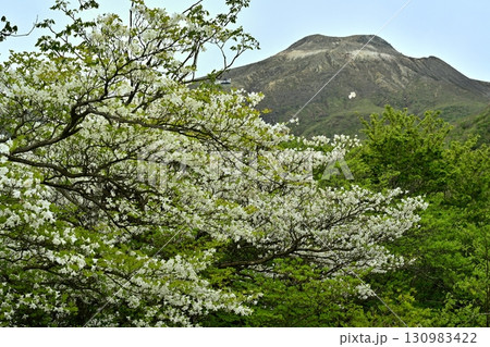 那須連峰の森に花咲くシロヤシオの木々に茶臼岳 130983422