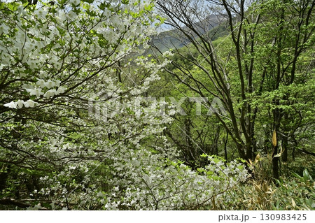 那須連峰の森に花咲くシロヤシオの木々に茶臼岳 130983425