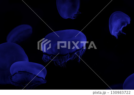 浮遊するクラゲ 130983722