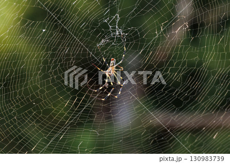 ジョロウグモ ジョロウグモ 130983739