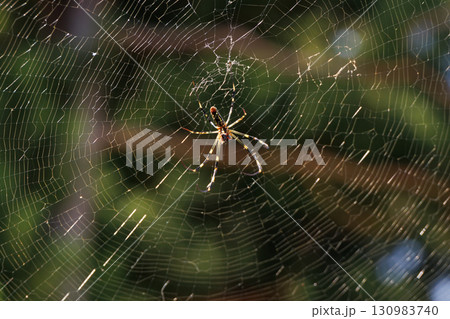 ジョロウグモ 130983740