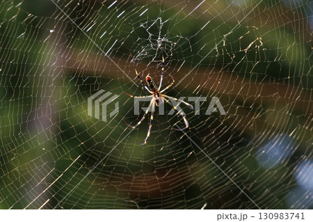 ジョロウグモ 130983741