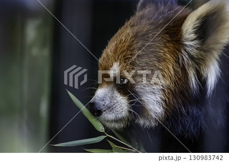 竹の葉を食べるレッサーパンダ 130983742