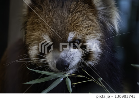 笹の葉を食べるレッサーパンダ 笹の葉を食べるレッサーパンダ 130983743