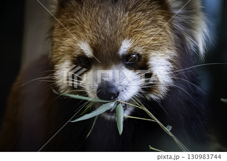 可愛いレッサーパンダ 130983744