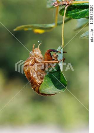 セミの抜け殻 130983829