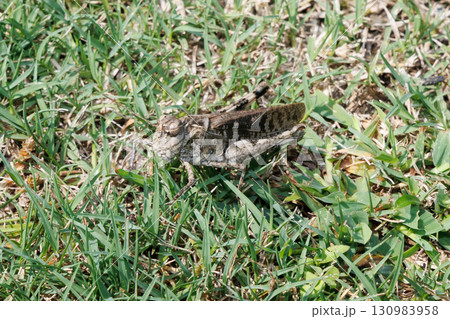 草むらにいるクルマバッタモドキ 130983958