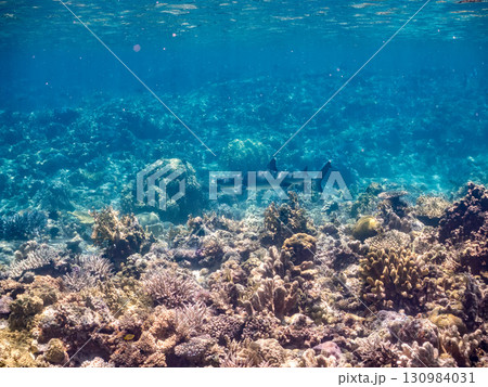 巨大なネムリブカとロウニンアジ。美しいサンゴ礁と熱帯魚の群れ。 沖縄県島尻郡慶良間諸島座間味島嘉比島 130984031