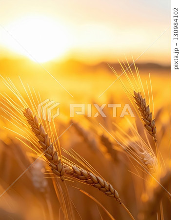 《AI画像》黄金色に輝く麦畑 130984102