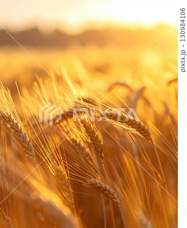 《AI画像》黄金色に輝く麦畑 130984106