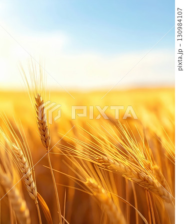 《AI画像》黄金色に輝く麦畑 130984107