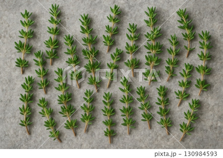 Thyme Herb (Thymus vulgaris), Top-View Photography of Fresh Sprigs for Herbal Medicine 130984593