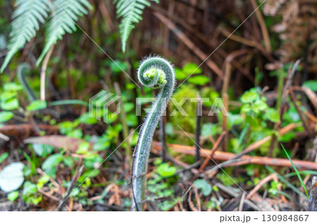 Young curled fern frond growing in a lush green forest environment 130984867