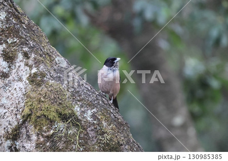 カケス（インド亜種） 130985385