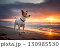 Young Jack Russell Terrier dog on tropical sea sandy evening beach with sunset background 130985530