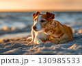 Friendly caresses of cat and dog on sandy seashore close up 130985533