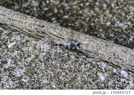 シオカラトンボ 130985727