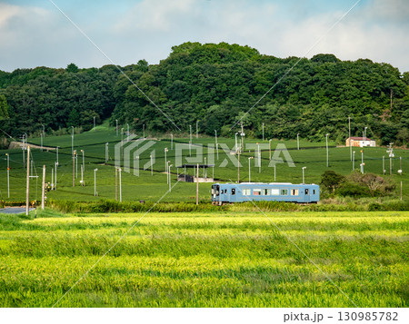 田んぼとお茶畑を背景に走る天竜浜名湖鉄道, 田んぼとお茶畑を背景に走る天竜浜名湖鉄道, 130985782