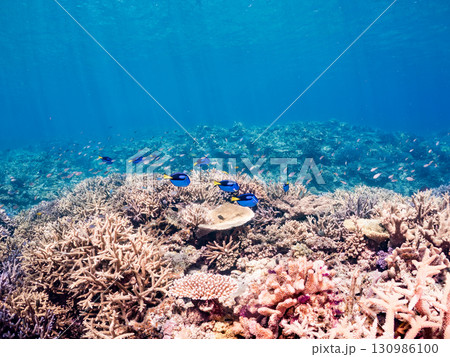 ナンヨウハギ、デバスズメダイ他の群れ。美しいサンゴ礁と熱帯魚の群れ。 沖縄県島尻郡慶良間諸島座間味島 130986100