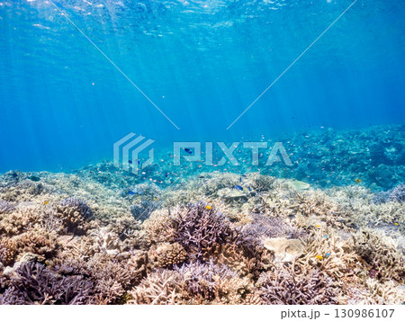 ナンヨウハギ、デバスズメダイ他の群れ。美しいサンゴ礁と熱帯魚の群れ。 沖縄県島尻郡慶良間諸島座間味島 130986107