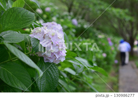 金山アジサイ園 130986277