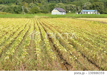 秋の北海道厚沢部町で実りを迎えた大豆畑の風景を撮影 秋の北海道厚沢部町で実りを迎えた大豆畑の風景を撮影 130986359