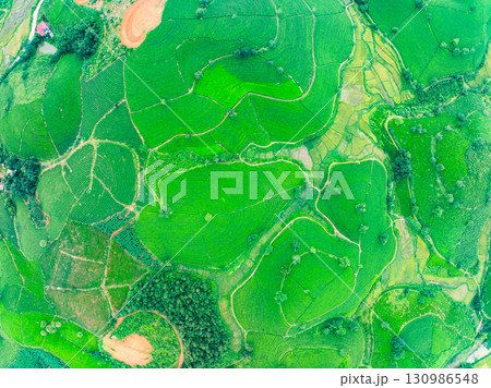 High angle view Rows of growing tea plantation at Long Coc mountains, Phu Tho province,Texture of Green tea leaf in northern Vietnam 130986548